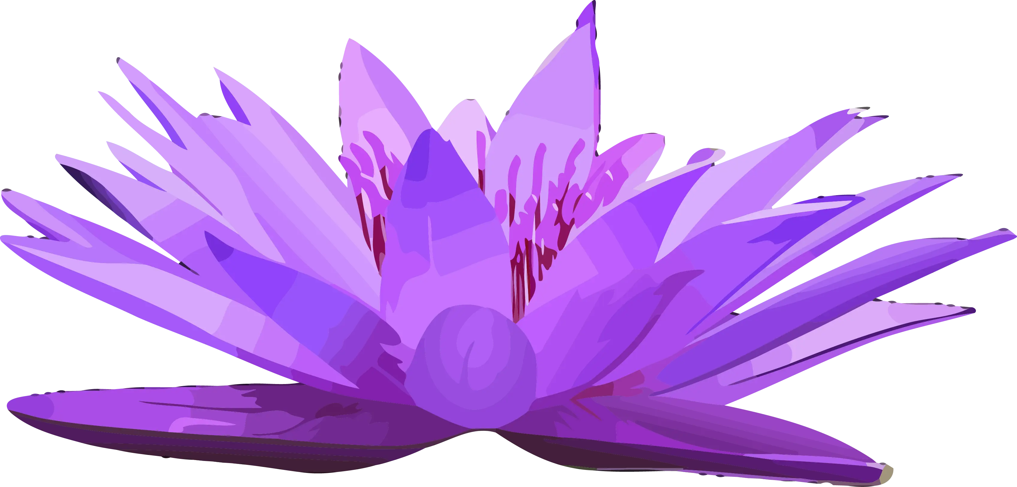 Purple Lotus Flower in Full Bloom