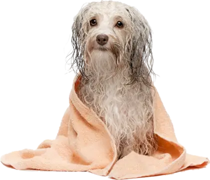 Wet Dog Wrapped in Orange Towel