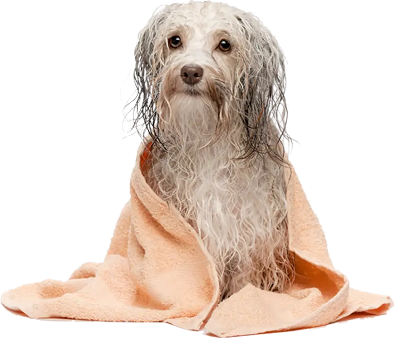 Wet Dog Wrapped in Orange Towel