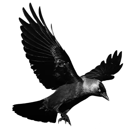 Black Crow in Flight