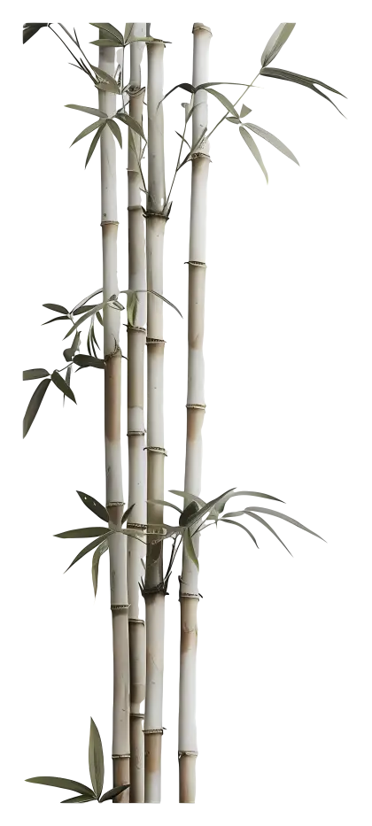 Illustration of Bamboo Stalks with Leaves