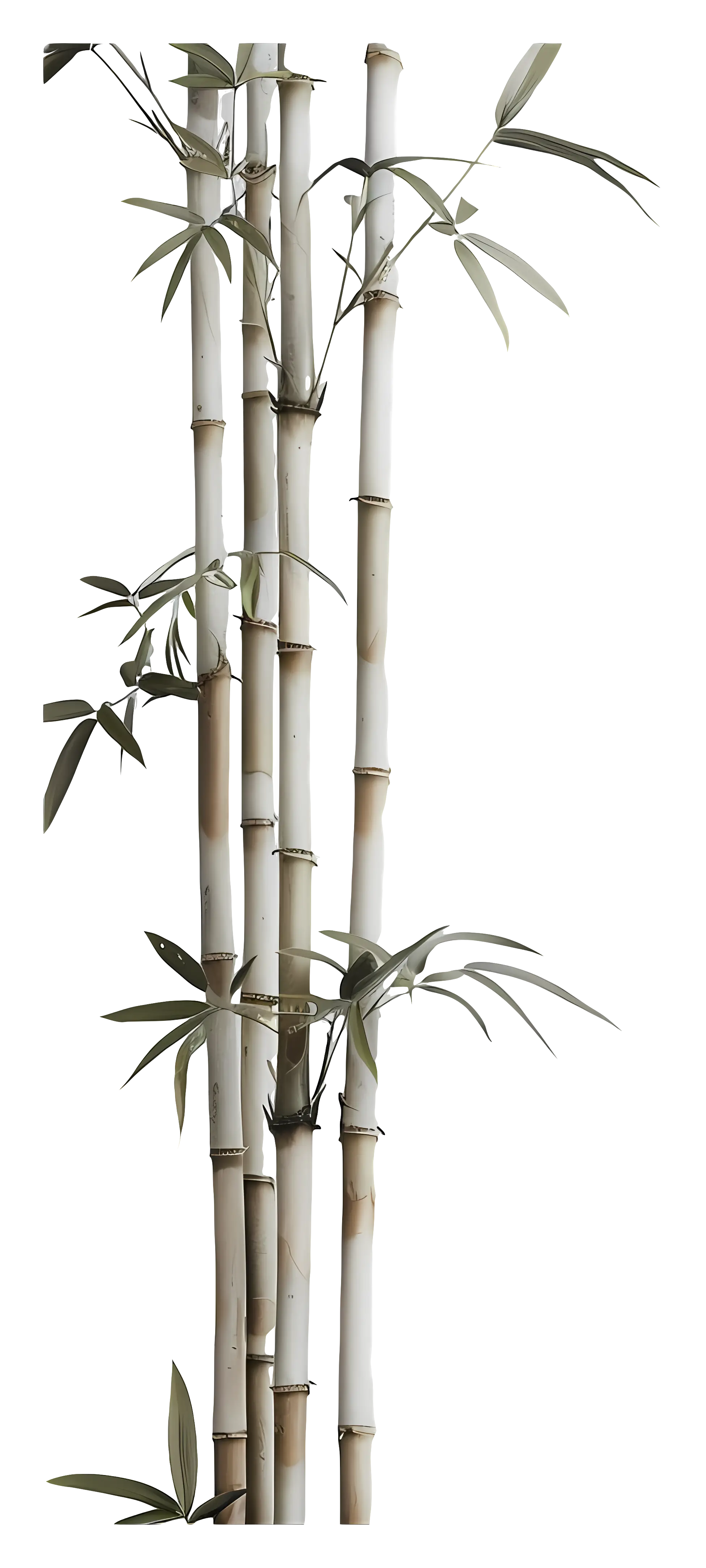 Illustration of Bamboo Stalks with Leaves
