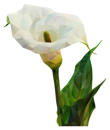 Elegant White Calla Lily Flower