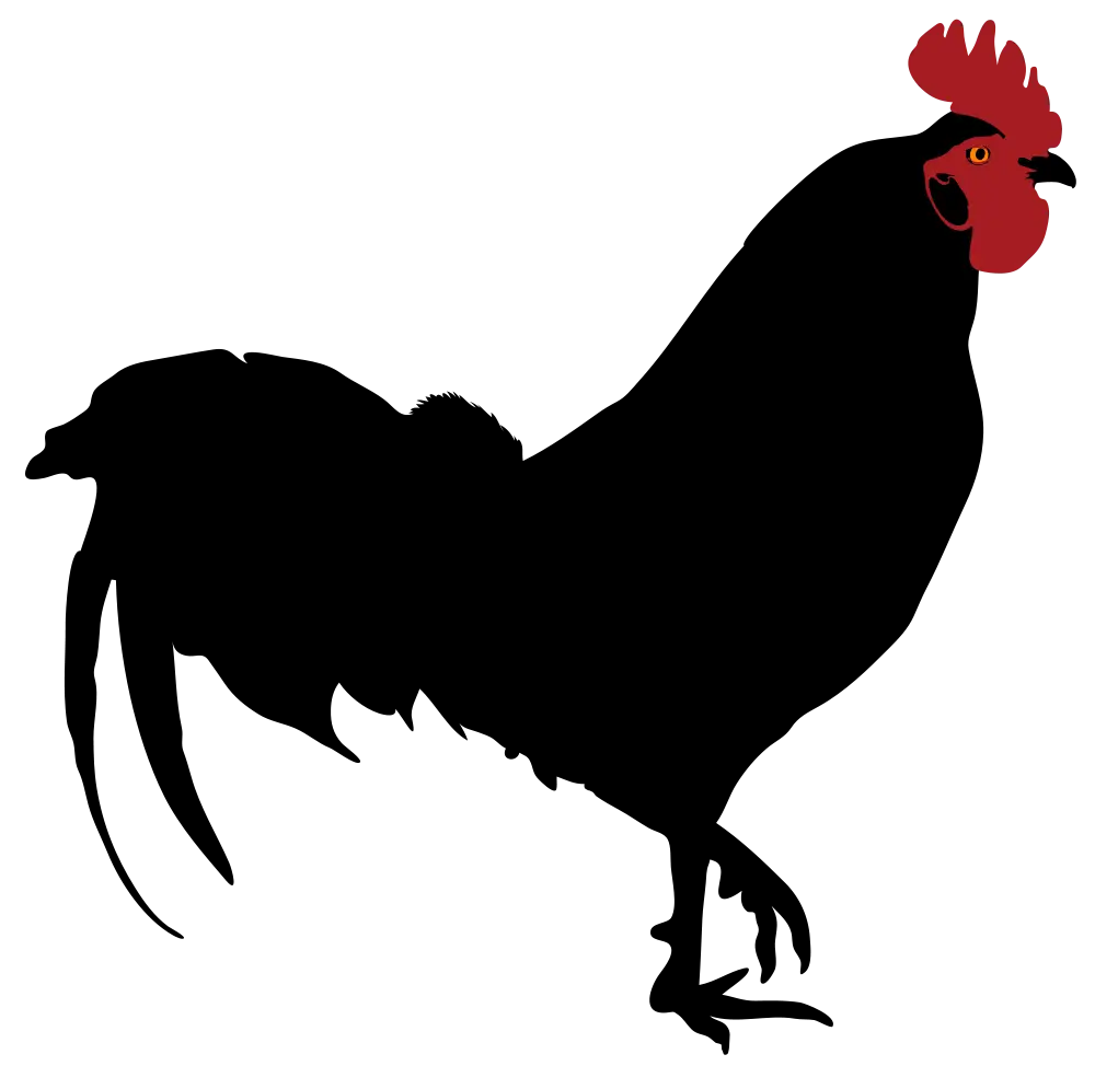 Black Rooster Silhouette Illustration