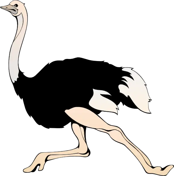 Running Ostrich Illustration