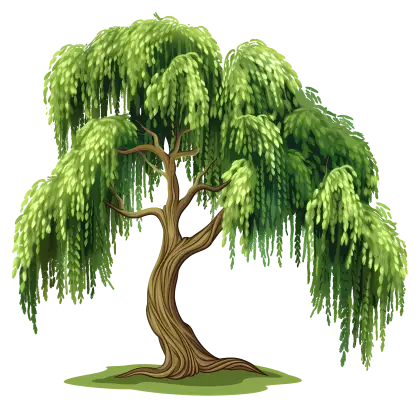 Green Willow Tree Illustration