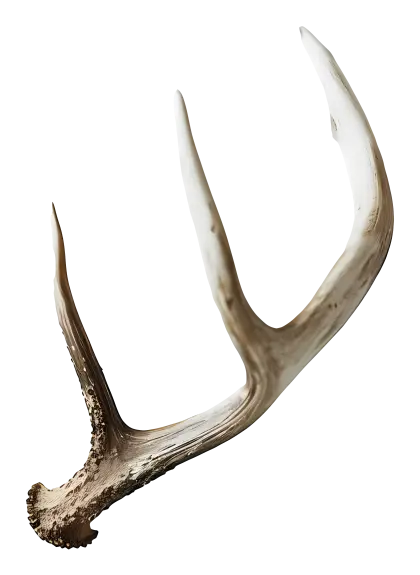 Single Antler