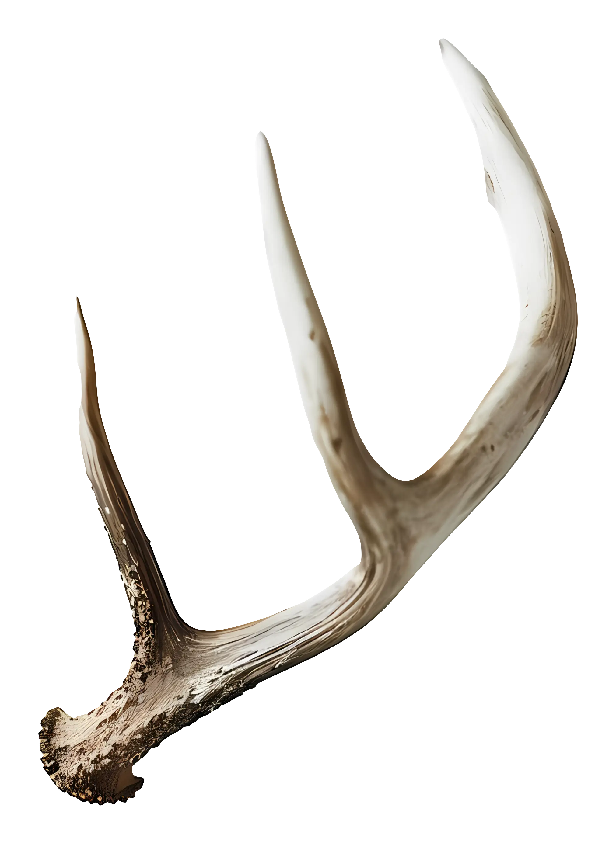 Single Antler