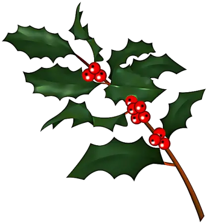 Holly Branch with Red Berries