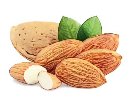Realistic Almonds with Leaves