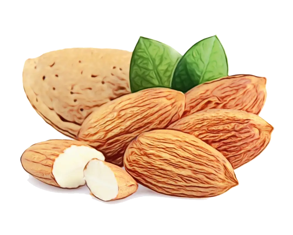 Realistic Almonds with Leaves