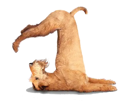 Dog Doing Yoga Pose