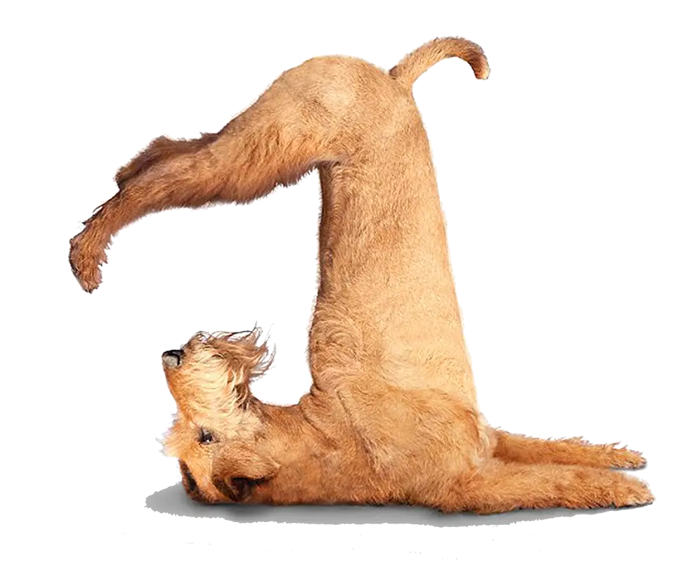 Dog Doing Yoga Pose