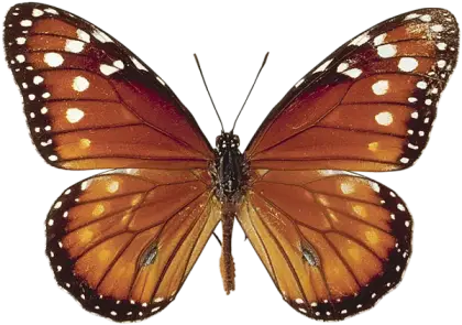 Queen Butterfly with Vibrant Orange Patterns