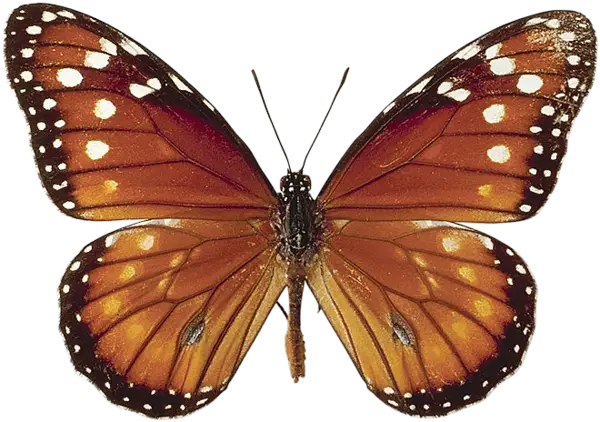 Queen Butterfly with Vibrant Orange Patterns