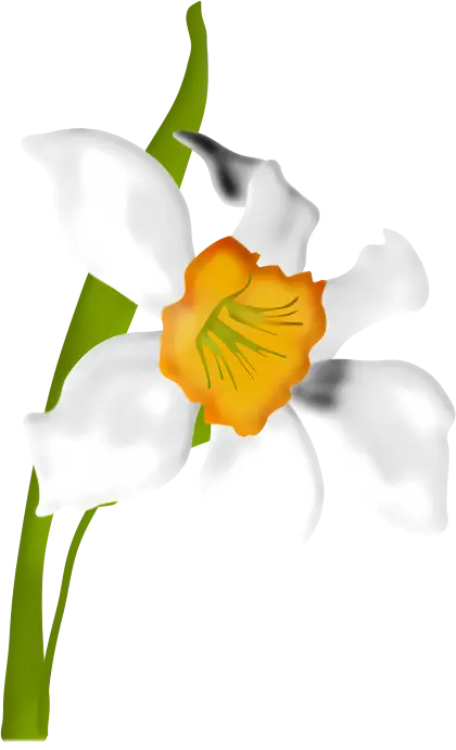 White Flower with Orange Center