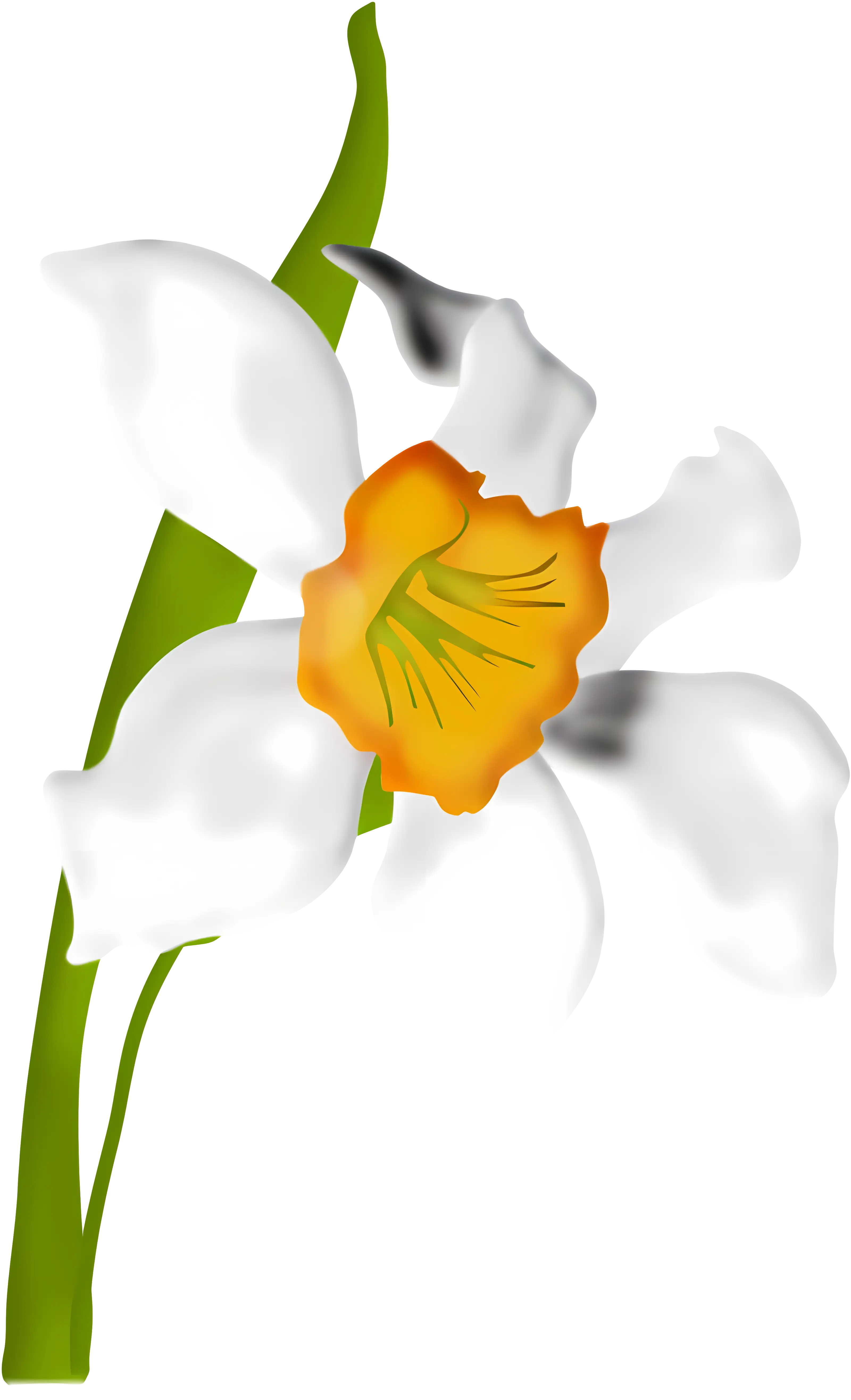 White Flower with Orange Center