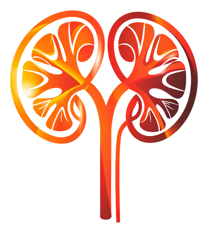 Abstract Kidney Illustration