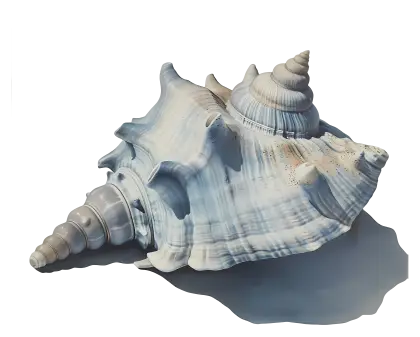 Conical Seashell from the Ocean