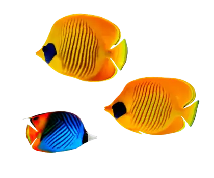 Colorful Butterflyfish in Oceanic Scene