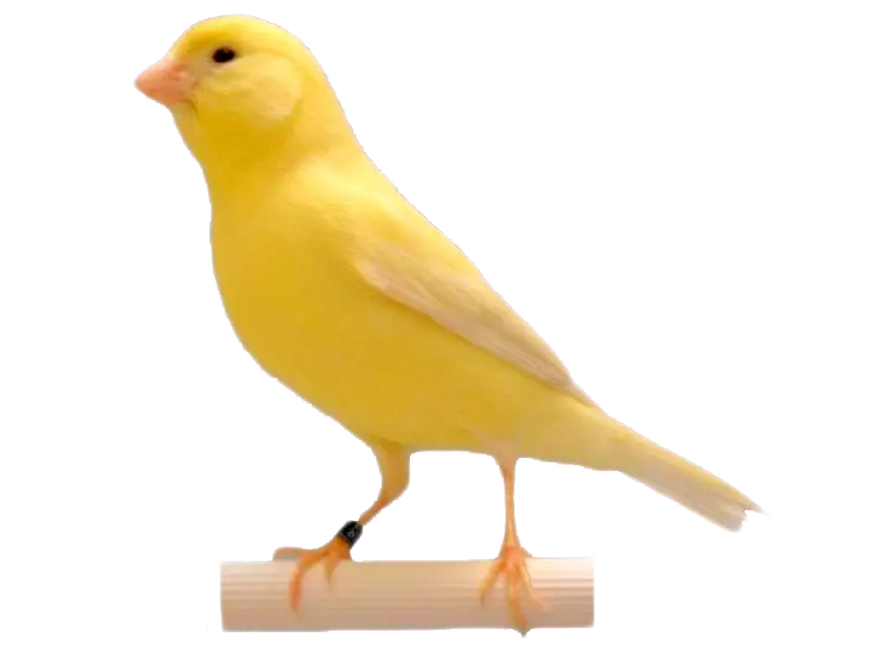 Yellow Canary Bird