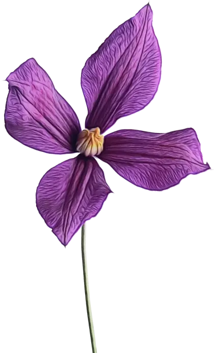 Purple Flower Botanical Illustration