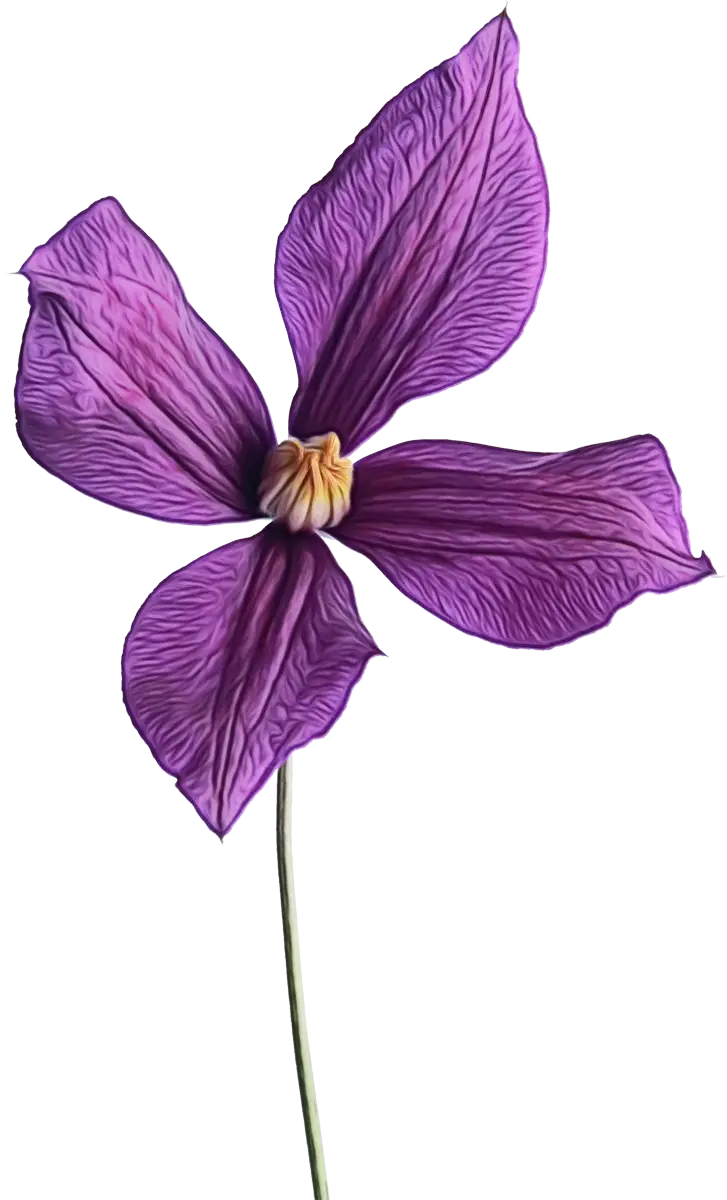 Purple Flower Botanical Illustration