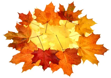 Vibrant Autumn Leaves Arrangement