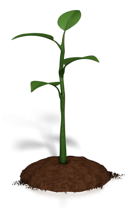 Green Sprout in Soil