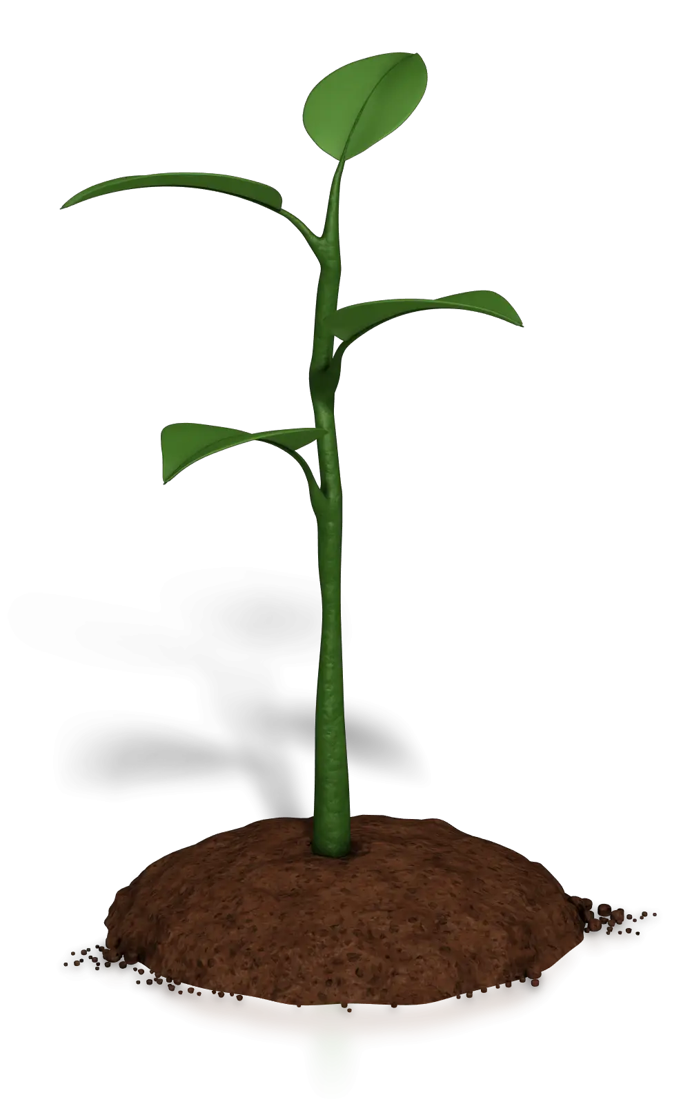 Green Sprout in Soil