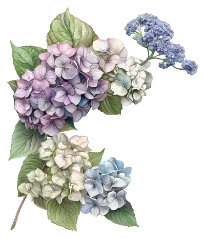 Beautiful Hydrangea Flower Arrangement