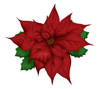 Red Poinsettia Flower for Festive Decoration