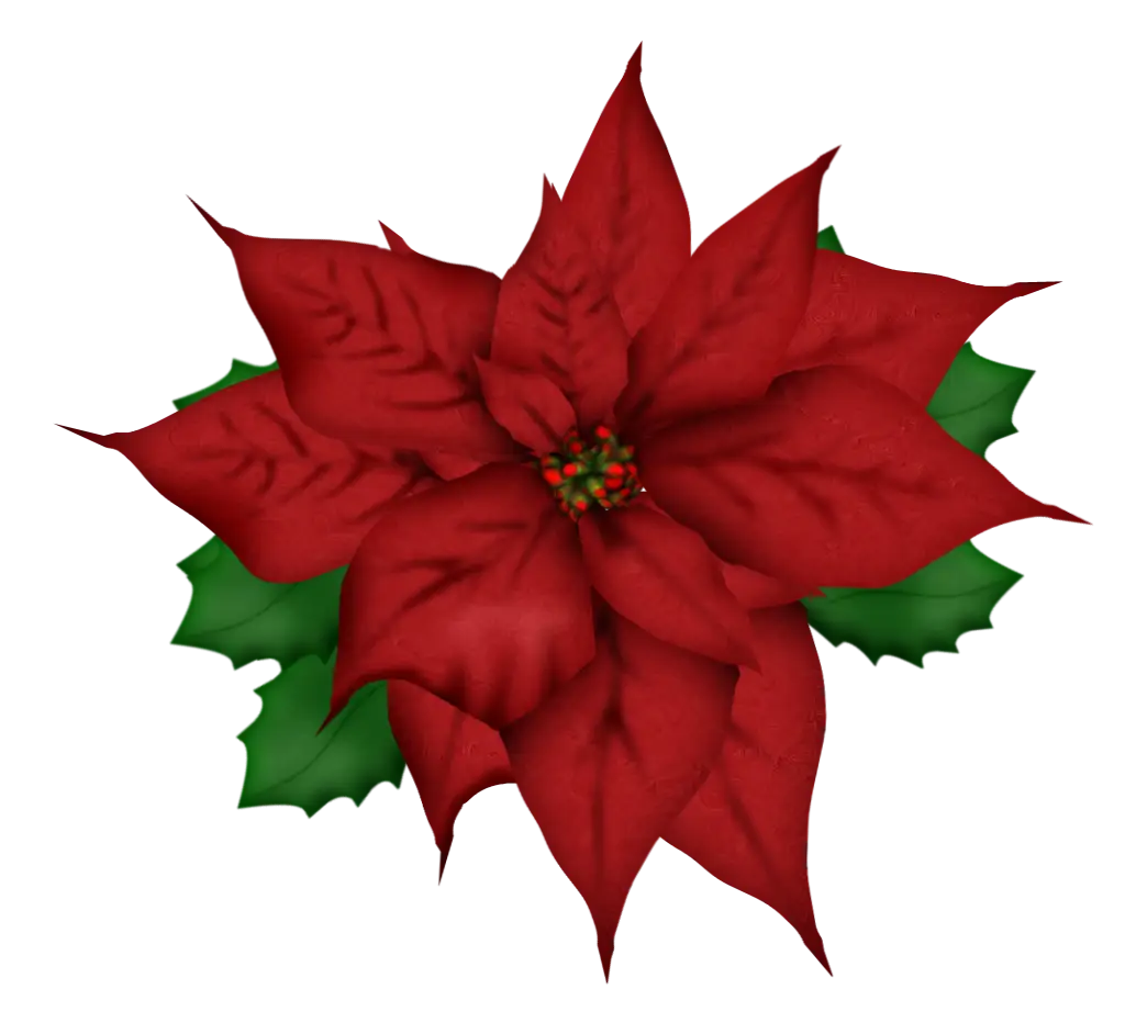 Red Poinsettia Flower for Festive Decoration