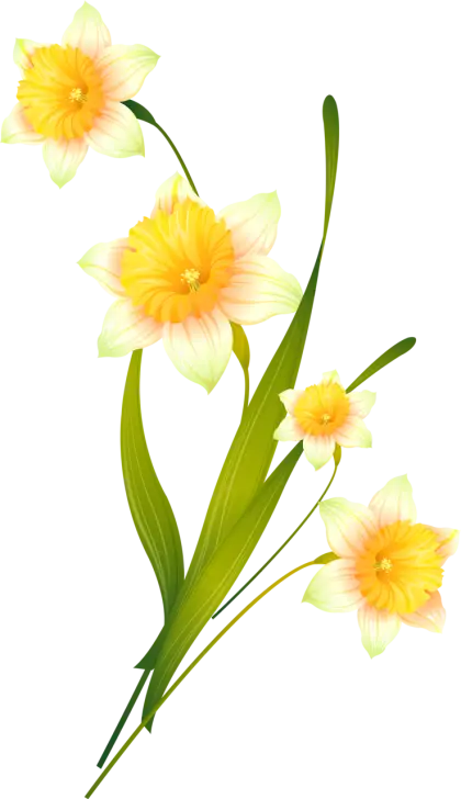 Beautiful Yellow Daffodils