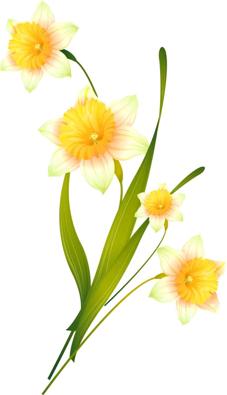 Beautiful Yellow Daffodils