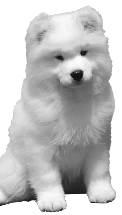 White Fluffy Dog