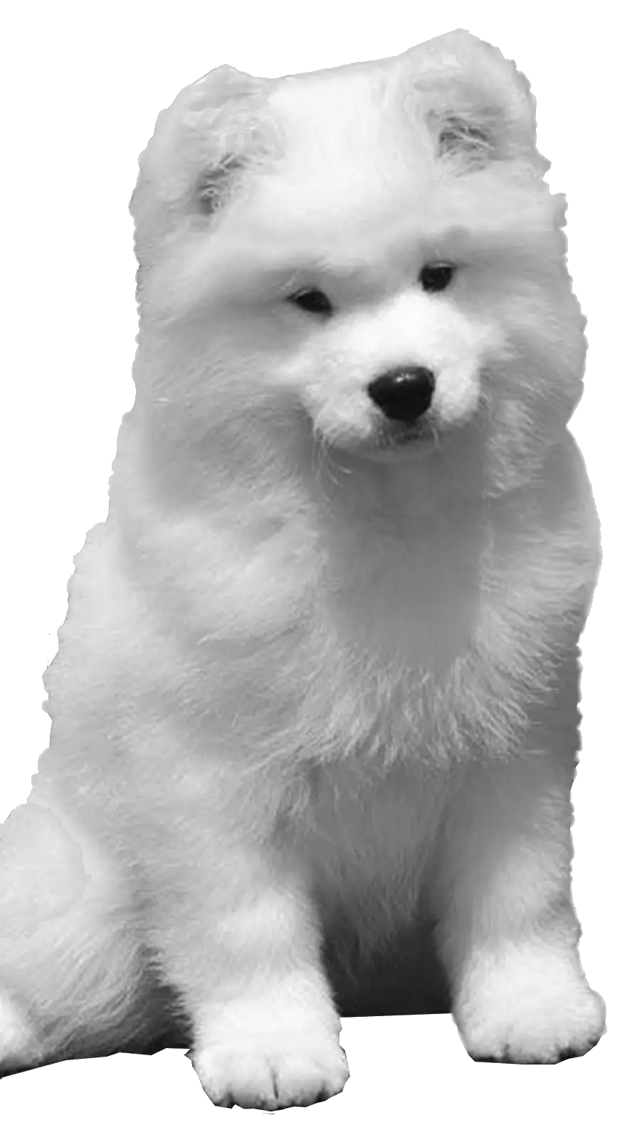White Fluffy Dog