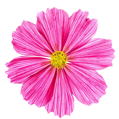 Bright Pink Flower for Nature Lovers