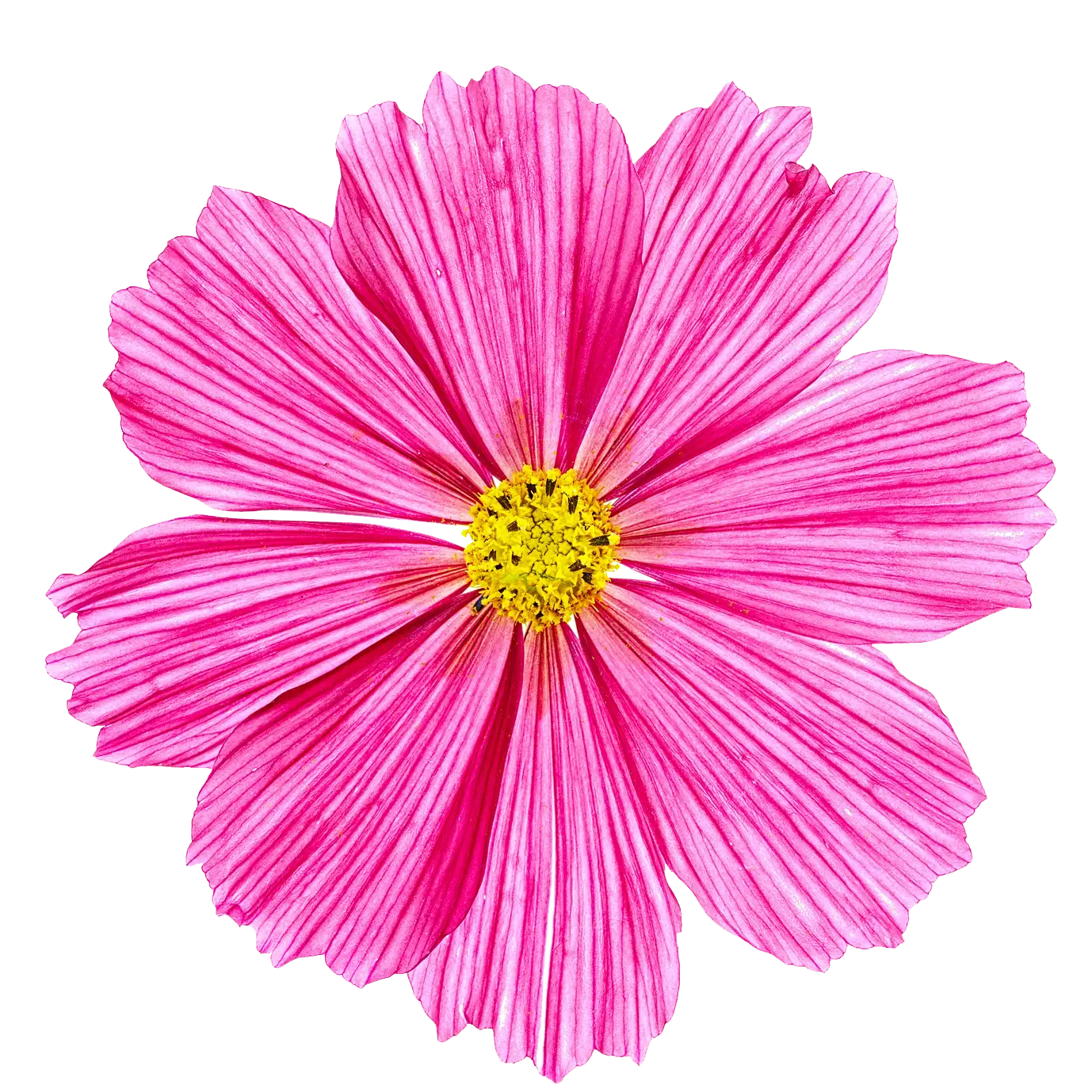 Bright Pink Flower for Nature Lovers
