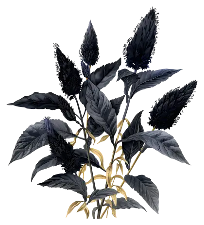 Unique Black Plant with Detailed Leaves