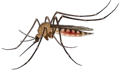 Mosquito Close-up Illustration