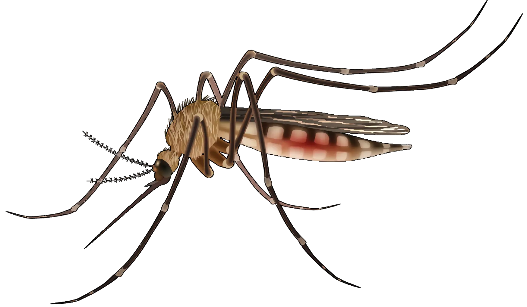 Mosquito Close-up Illustration