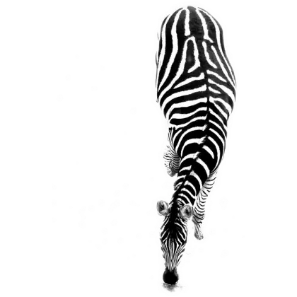 Zebra in the Wild