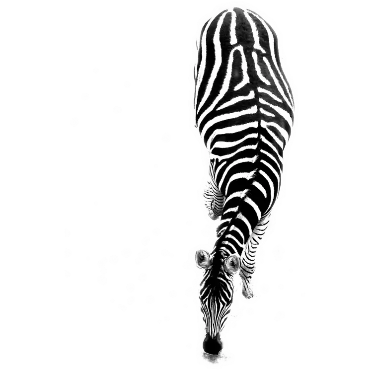 Zebra in the Wild
