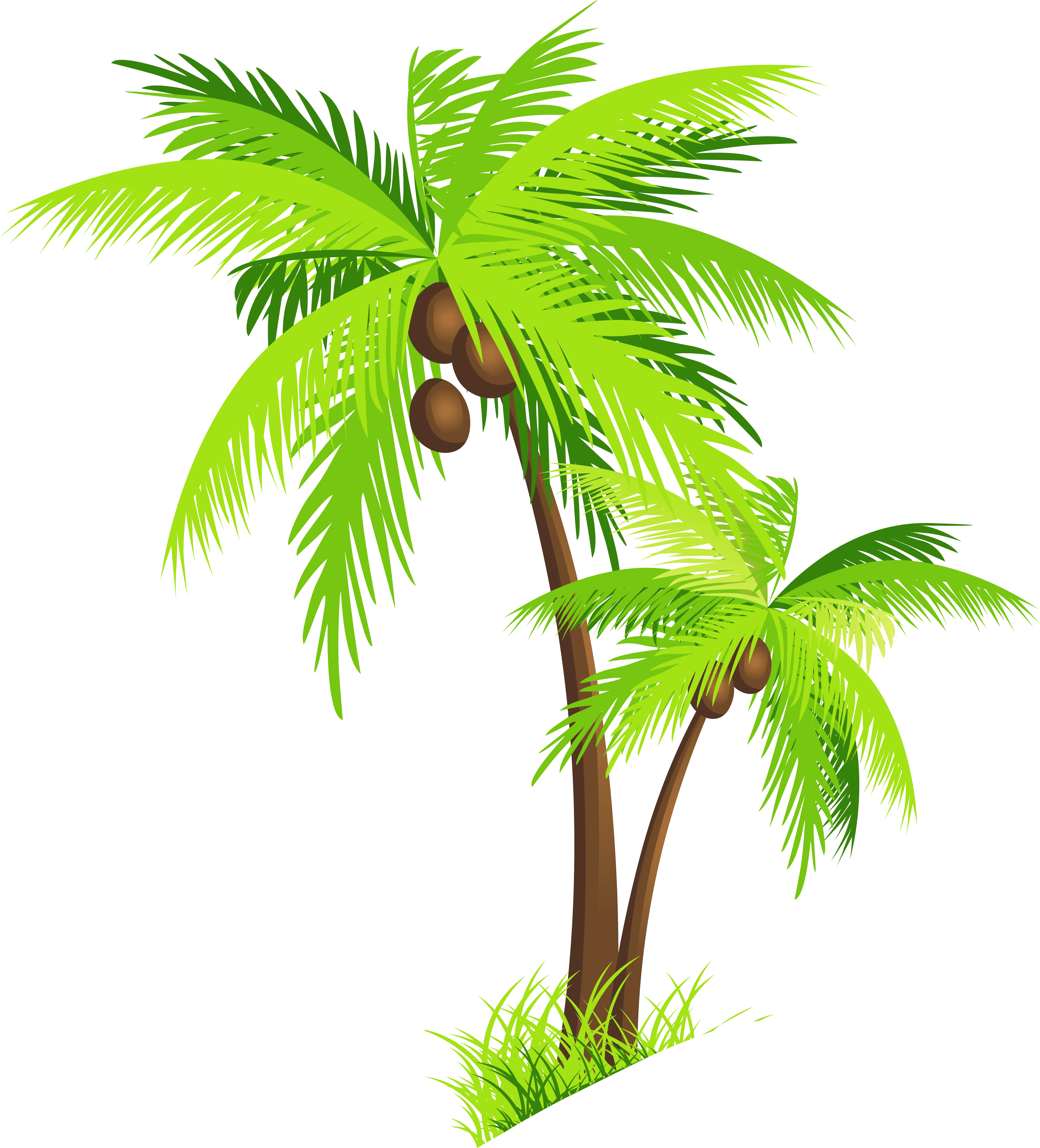 Coconut Palm Tree Illustration