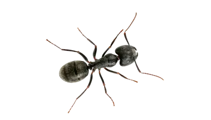 Black Ant Crawling