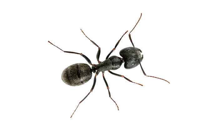 Black Ant Crawling