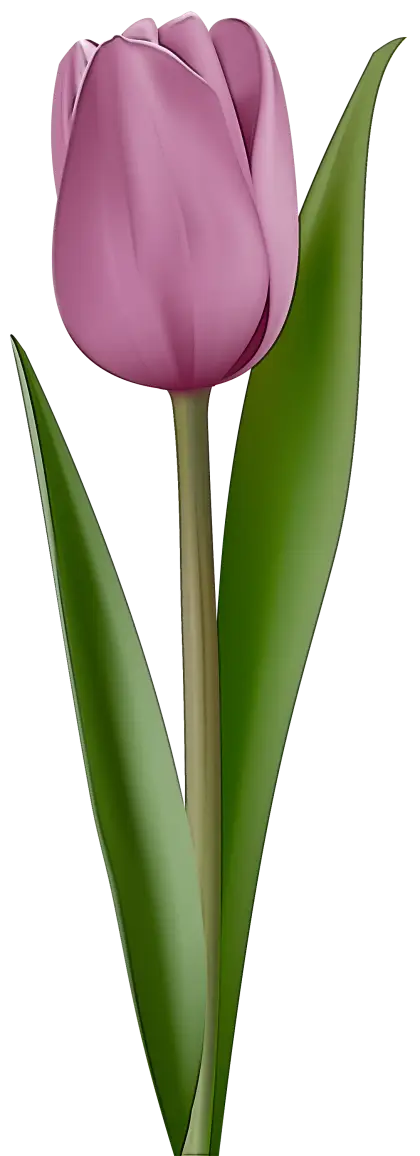 Illustration of a Pink Tulip