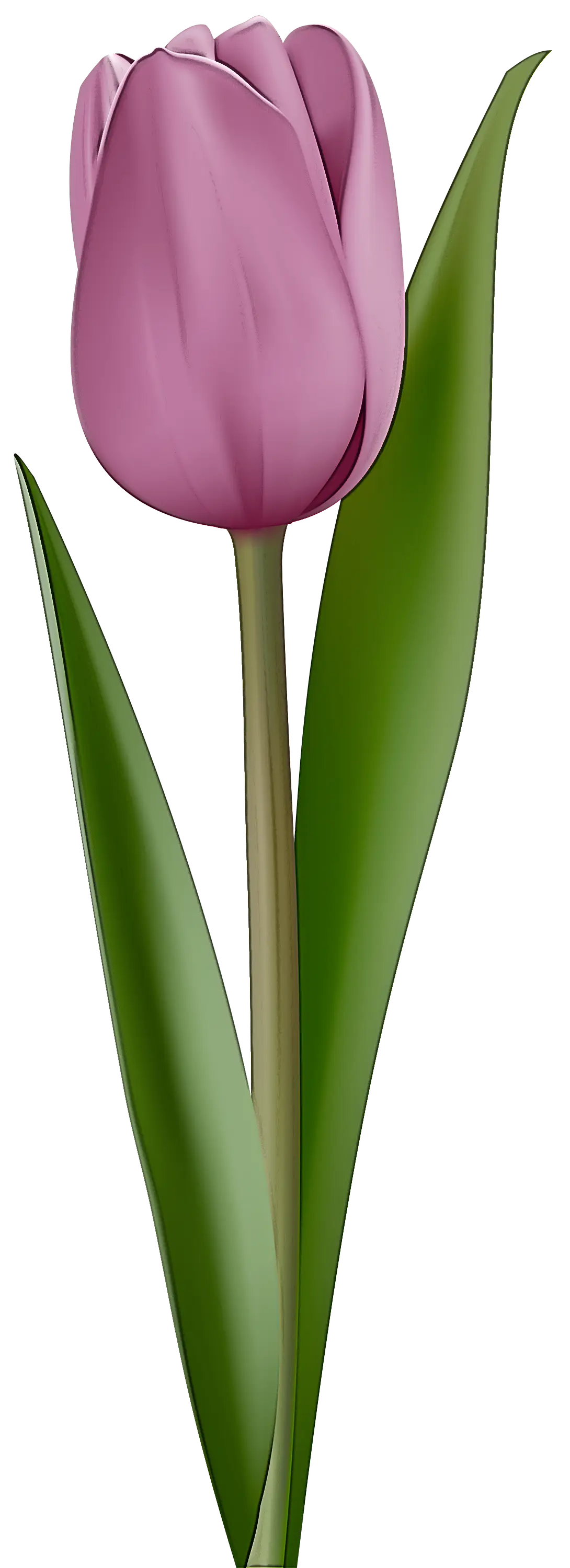 Illustration of a Pink Tulip