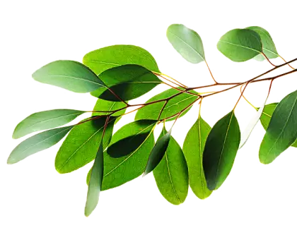 Eucalyptus Leaves Branch